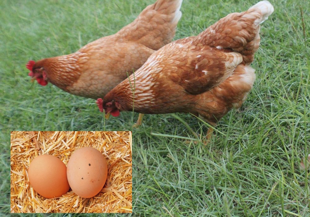 pollo ruspante e uova