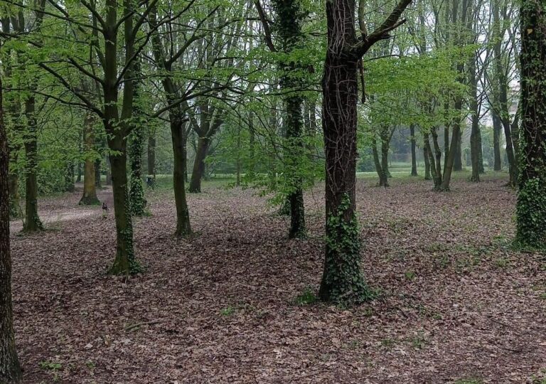 alberi oriz