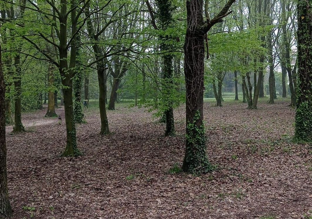 alberi oriz
