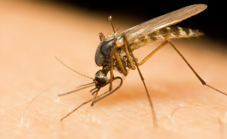 zanzara culexpipiens