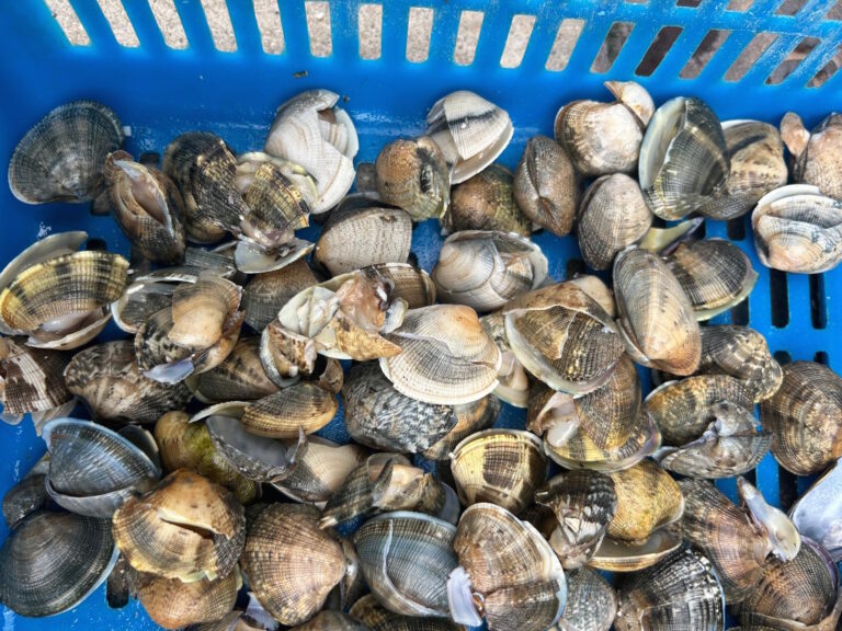 econ1 vongole