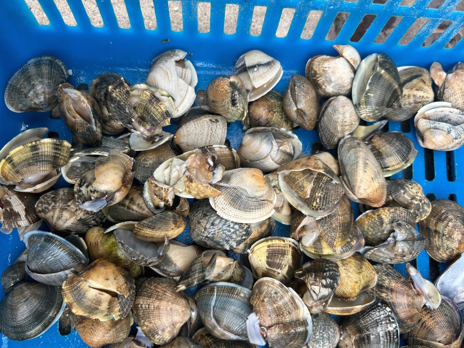 econ1 vongole