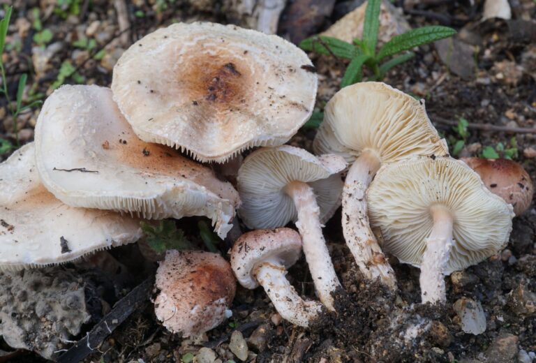Una famiglia di Lepiota subincarnata