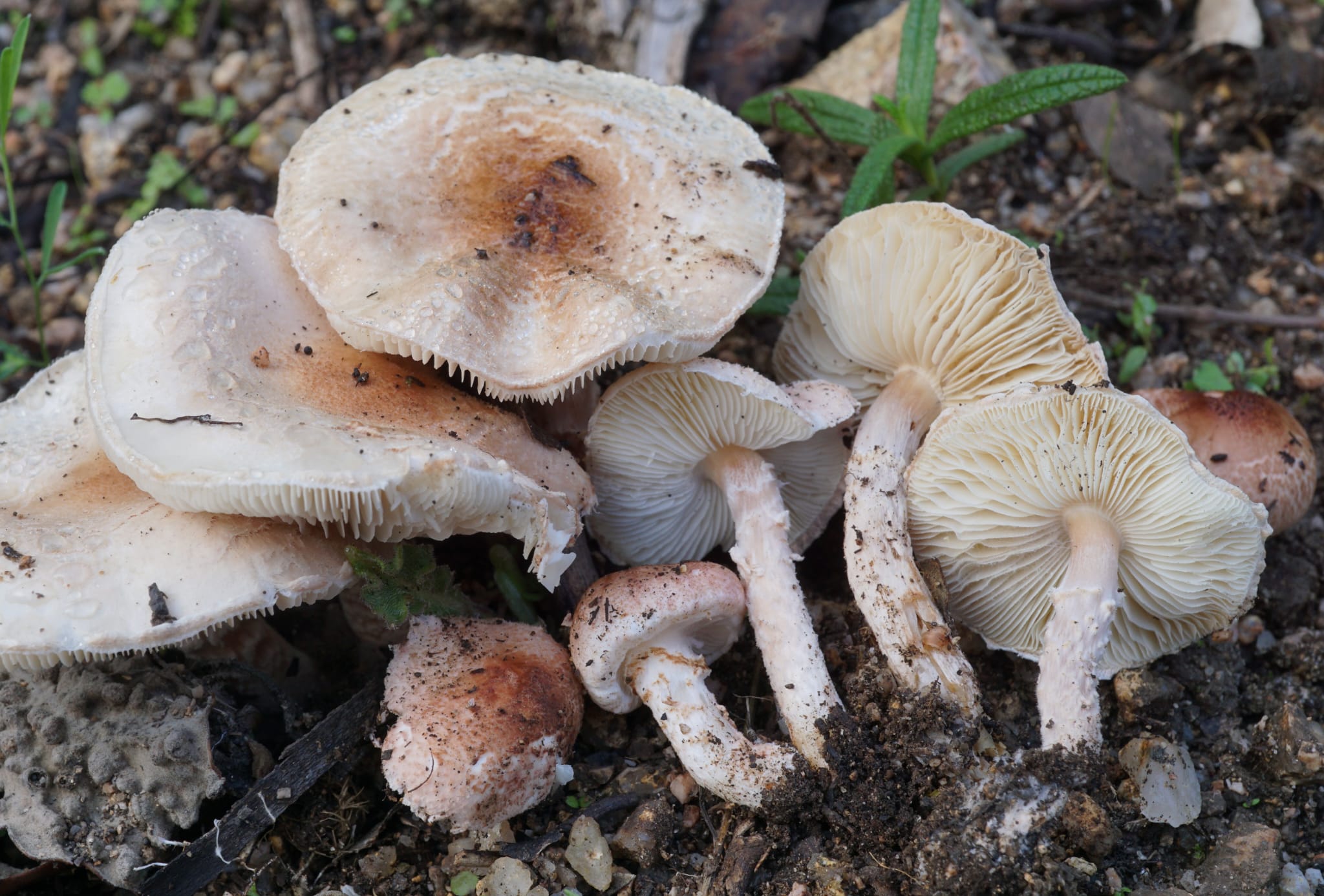 Una famiglia di Lepiota subincarnata