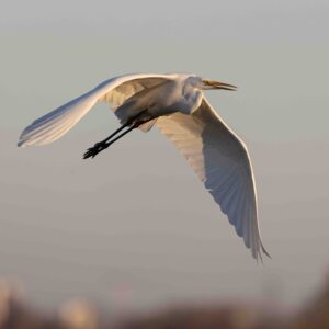 cult2 airone_bianco_maggiore_23112023-121A1172 copia