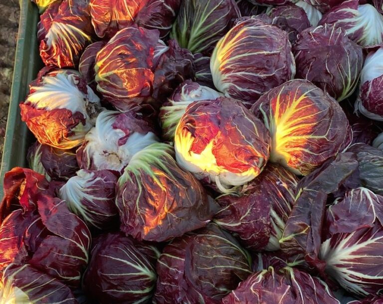 radicchio