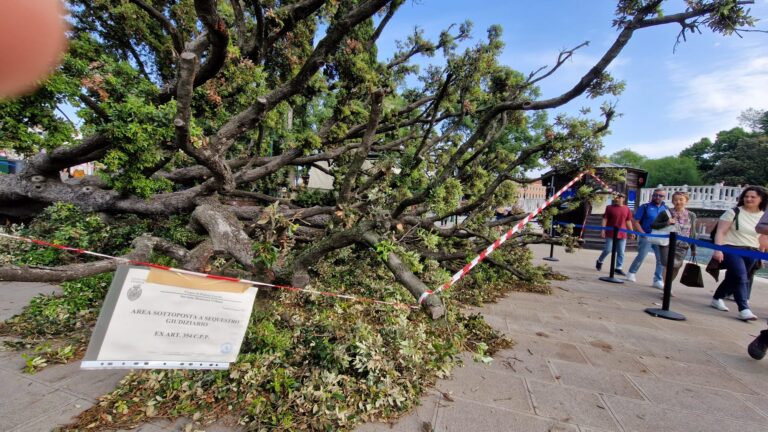 albero