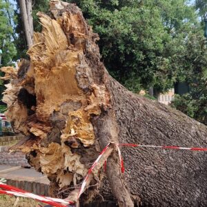 albero bis