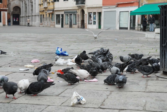 rifiuti gabbiani piccioni