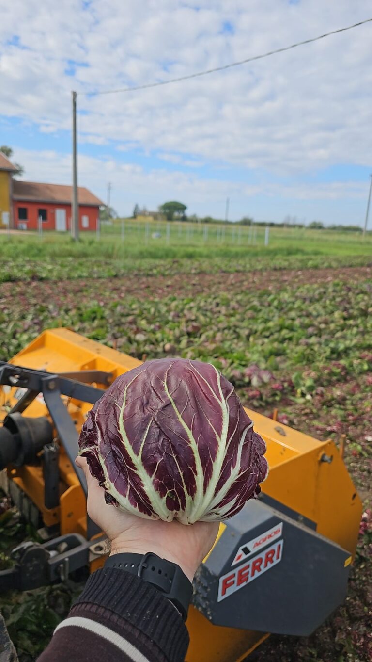 radicchio tondo di chioggia