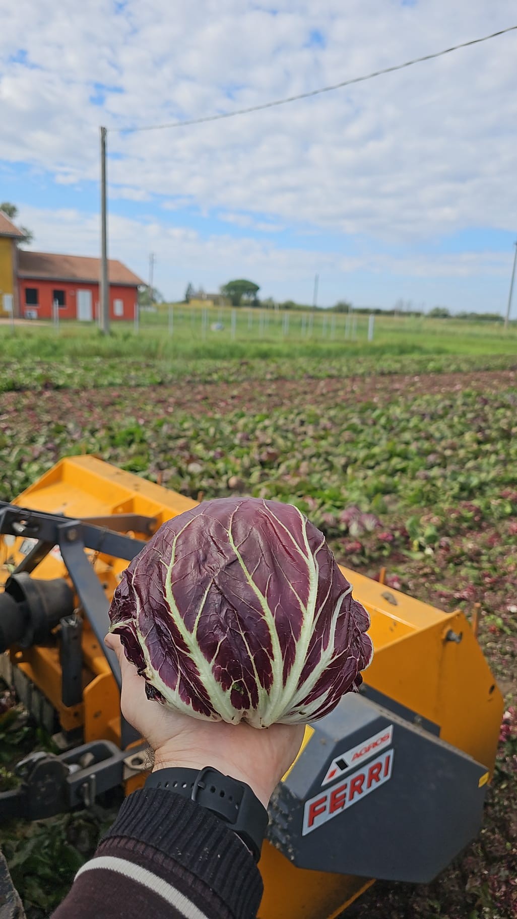 radicchio tondo di chioggia