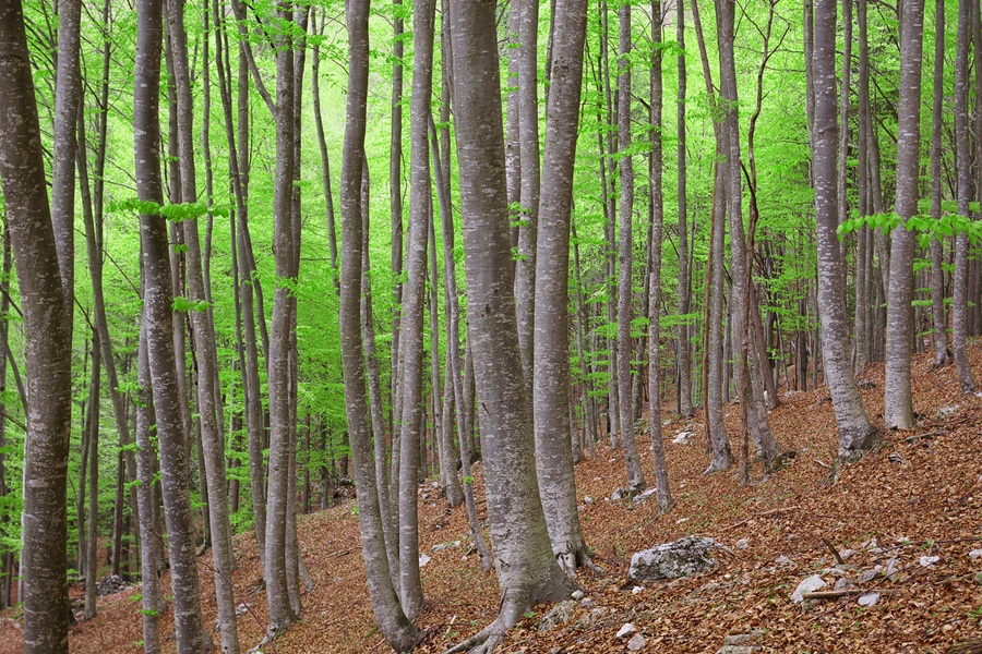dolomiti VEG_Val Canzoi_Faggeta_Enrico Canal