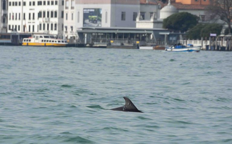 delfino uno
