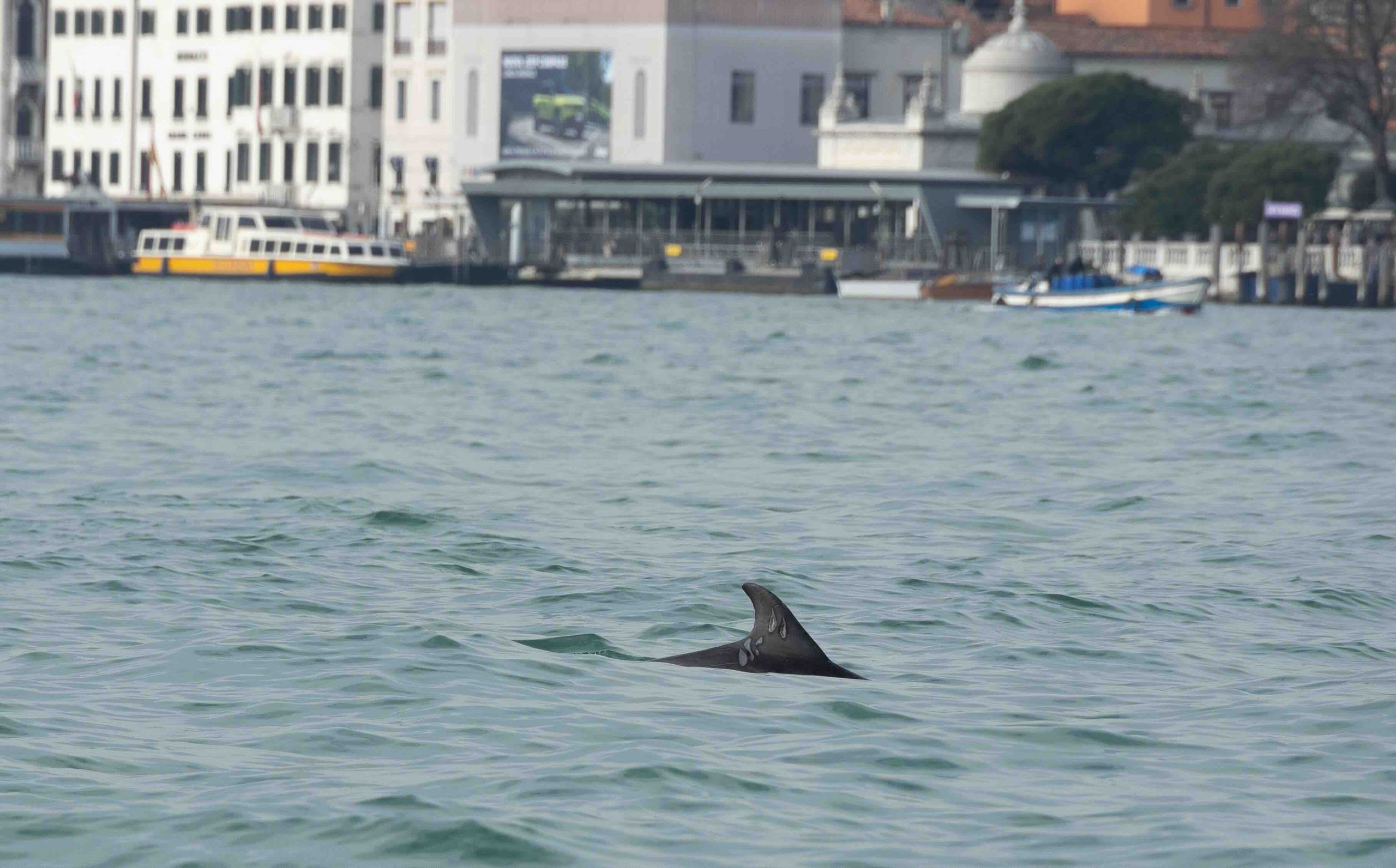 delfino uno