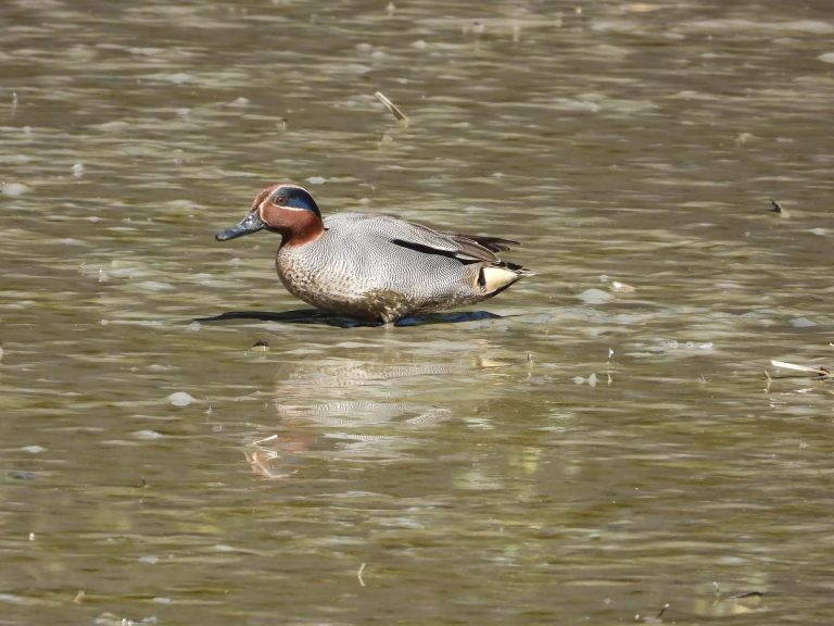 Venezia, double face per l’avifauna: ok nelle valli da pesca, ko nei campi