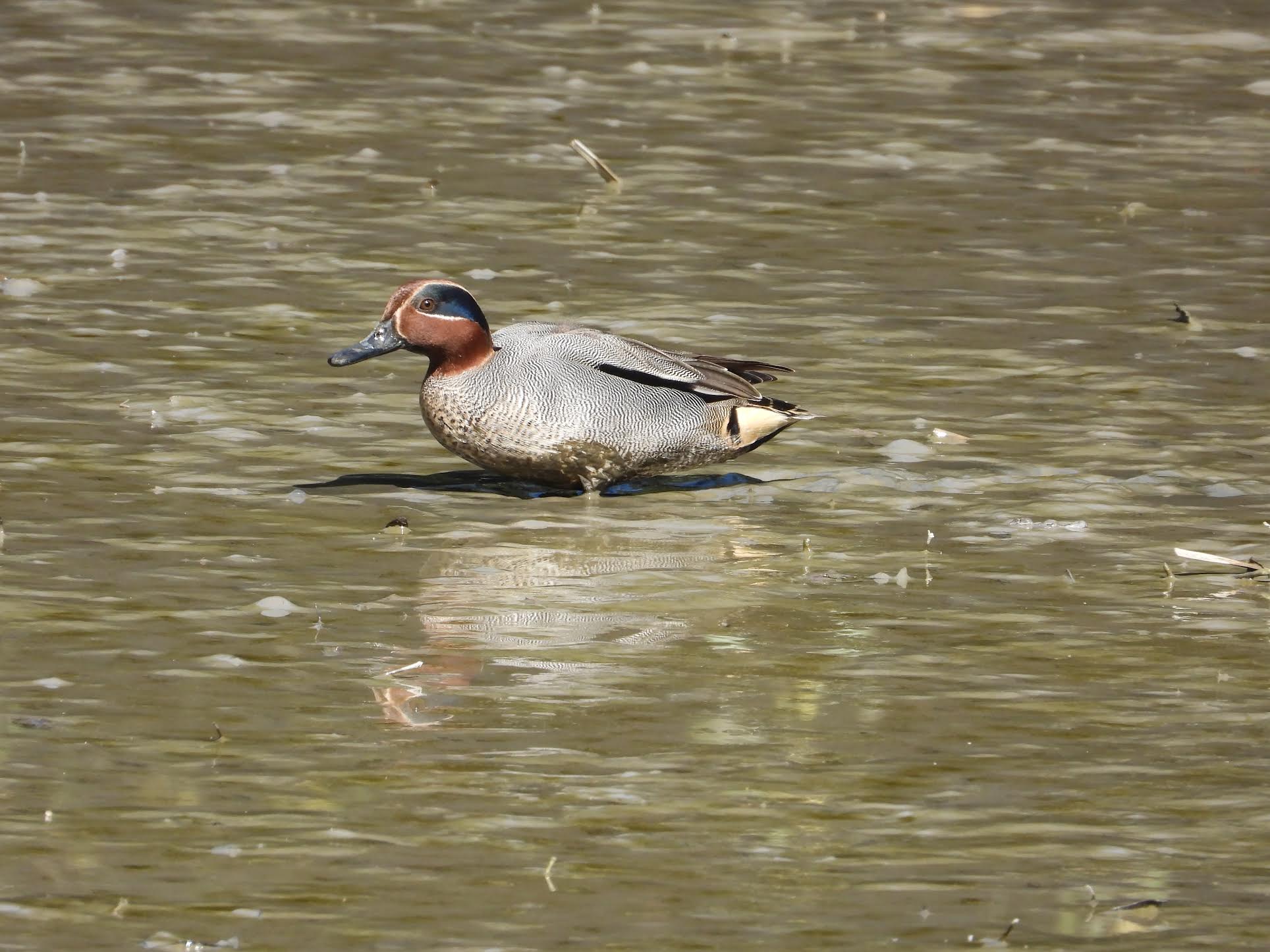 Venezia, double face per l’avifauna: ok nelle valli da pesca, ko nei campi
