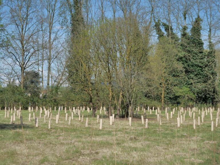pnone2 Bosco di Mestre 1